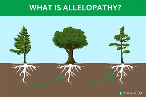 allelopathy pronunciation|what is allelopathy biology.